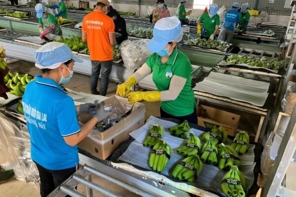 Hoàng Anh Gia Lai nêu lộ trình 'thoát lỗ' cởi trói cho cổ phiếu HAG