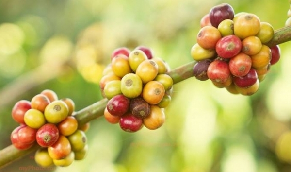 Giá cà phê hôm nay 19/4: Thị trường trong nước tăng 400 đồng/kg