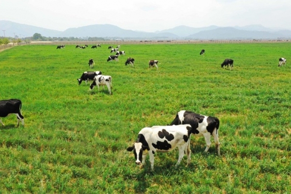 Vinamilk: Mở rộng ảnh hưởng, chi mạnh gần 1.000 tỷ vào dự án bò sữa tại Lào