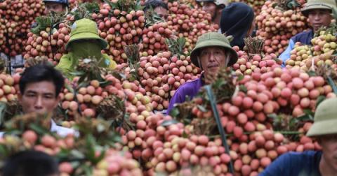Nông sản Việt và thị trường Trung Quốc: Không tranh thủ là...dại