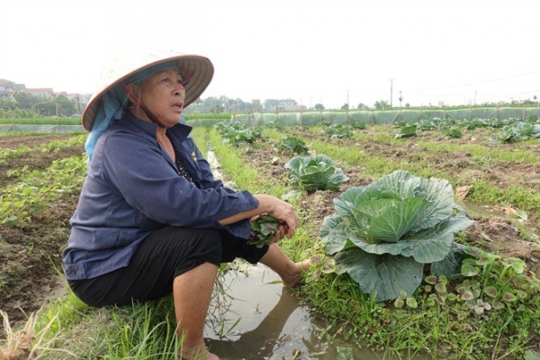 Báo động tình trạng sốt “ảo” đất nông nghiệp vùng ven đô Hà Nội