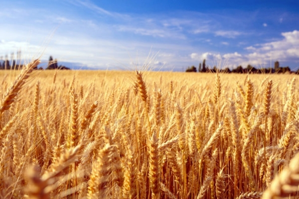 Giá nông sản ngày 2/3: Lúa mỳ tăng mạnh trong phiên hôm qua?