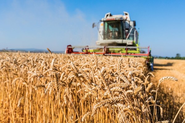 Giá lúa mì cao nhất mọi thời đại - nguy cơ khủng hoảng lương thực toàn cầu