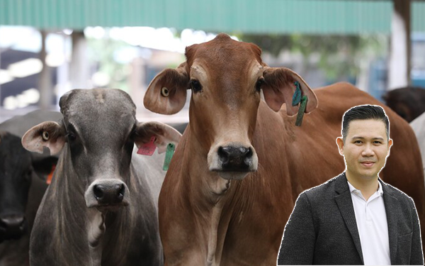 Ông chủ Asanzo đi bán bò liệu có 'sớm nở tối tàn' như đàn bò của Bầu Đức?