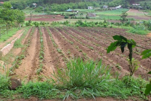 Hà Nội: Yêu cầu các quận, huyện, thị xã tạm dừng phân lô, tách thửa với đất nông nghiệp