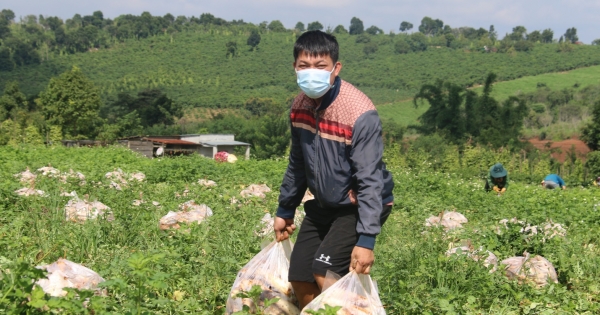 Anh nông dân tặng cả vườn củ cải trắng 2.5 ha cho người dân TP. HCM