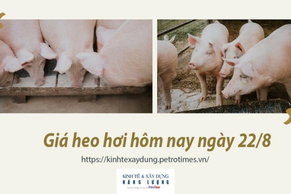 Giá heo hơi hôm nay ngày 22/8: Tăng ở cả ba miền