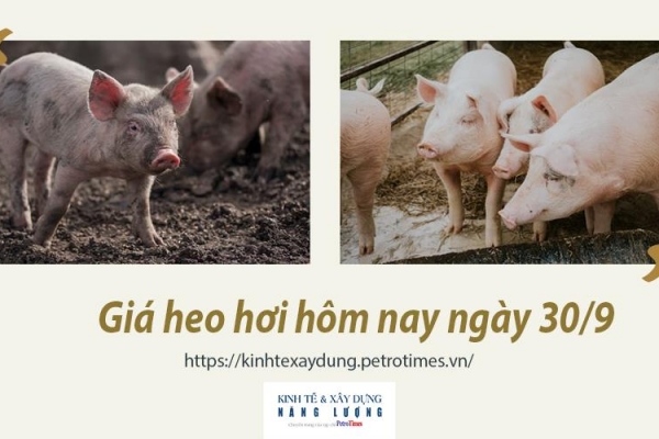 Giá heo hơi hôm nay 30/9: Đi ngang tại miền Bắc