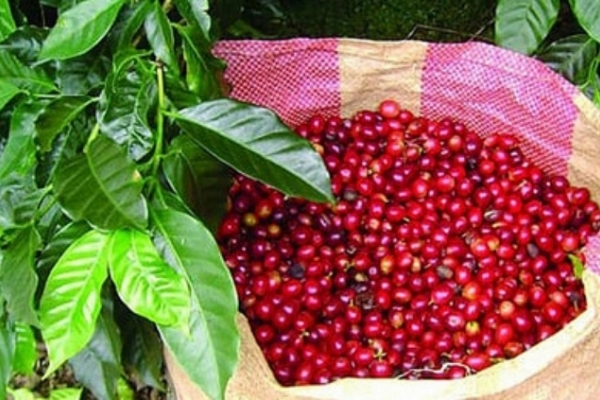 Giá cà phê hôm nay ngày 20/12: Cà phê Robusta tăng giá