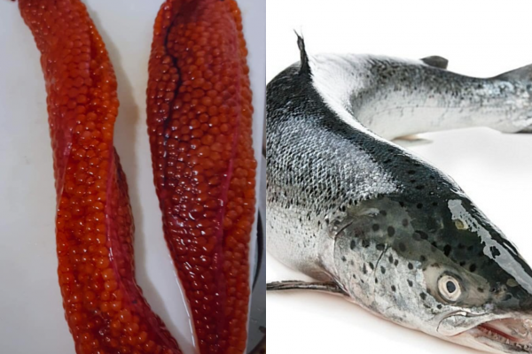 Mổ bụng cá hồi, bối rối phát hiện thứ màu cam nhớp nháp chưa từng ăn: Thực chất là bộ phận cực kỳ bổ dưỡng