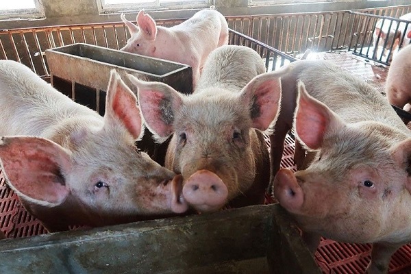 Giá lợn hơi tiếp đà giảm từ 1.000 - 2.000 đồng/kg