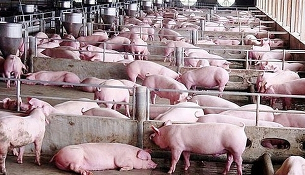 Giá lợn hơi giảm sâu, có nơi xuống dưới 40.000 đồng/kg