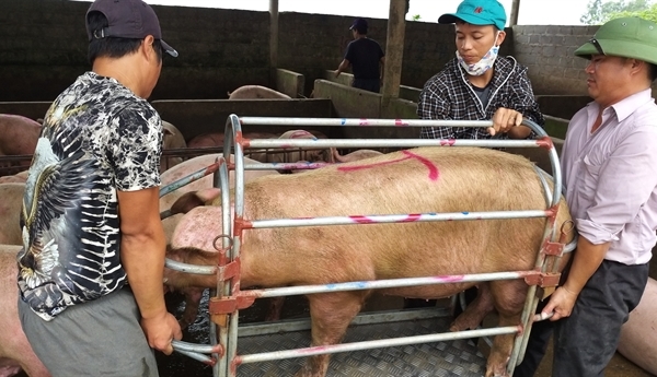Giá lợn có thể xuống 25.000 đồng/kg: Cách cuối cùng...