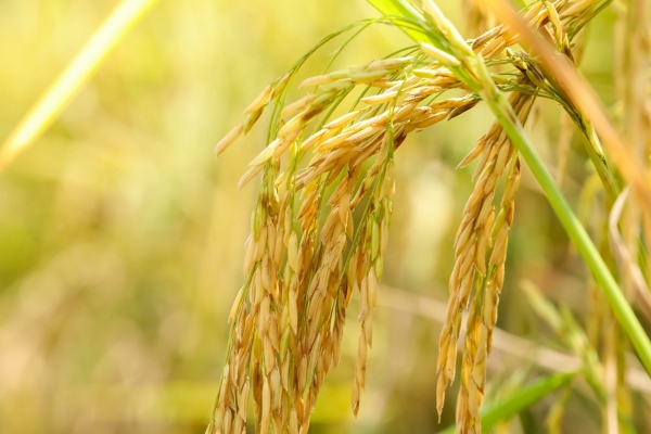 Nỗ lực nhân rộng mô hình liên kết sản xuất lúa gạo an toàn