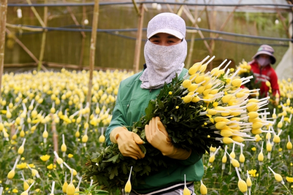 Đà Lạt: Giá hoa cúc tăng mạnh bất chấp dịch COVID-19, người trồng vui mừng vì trúng đậm