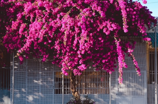 Cây hoa giấy 'siêu to khổng lồ' rợp bóng một góc tại Kontum khiến cư dân mạng trầm trồ